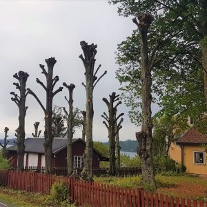Trädbeskärning arboträd